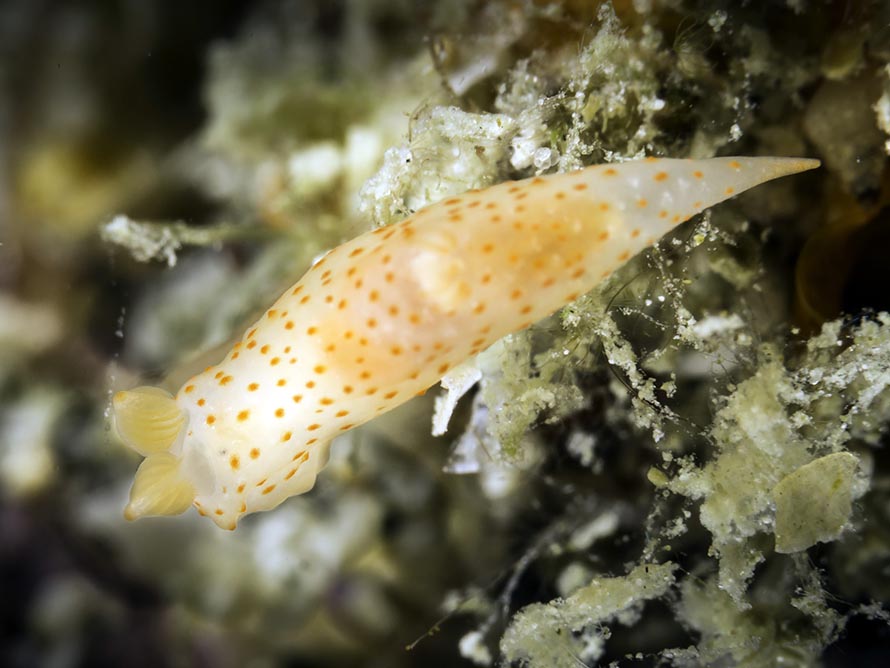 Gymnodoris sp. K